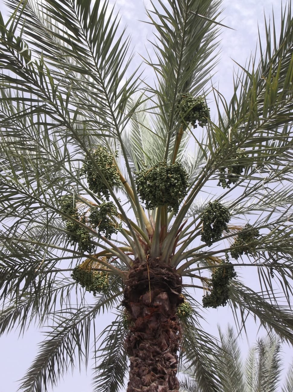 green palm tree with fruits preview