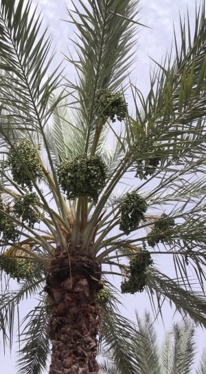 green palm tree with fruits thumbnail