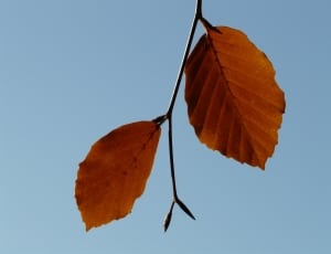 2 brown leaf thumbnail