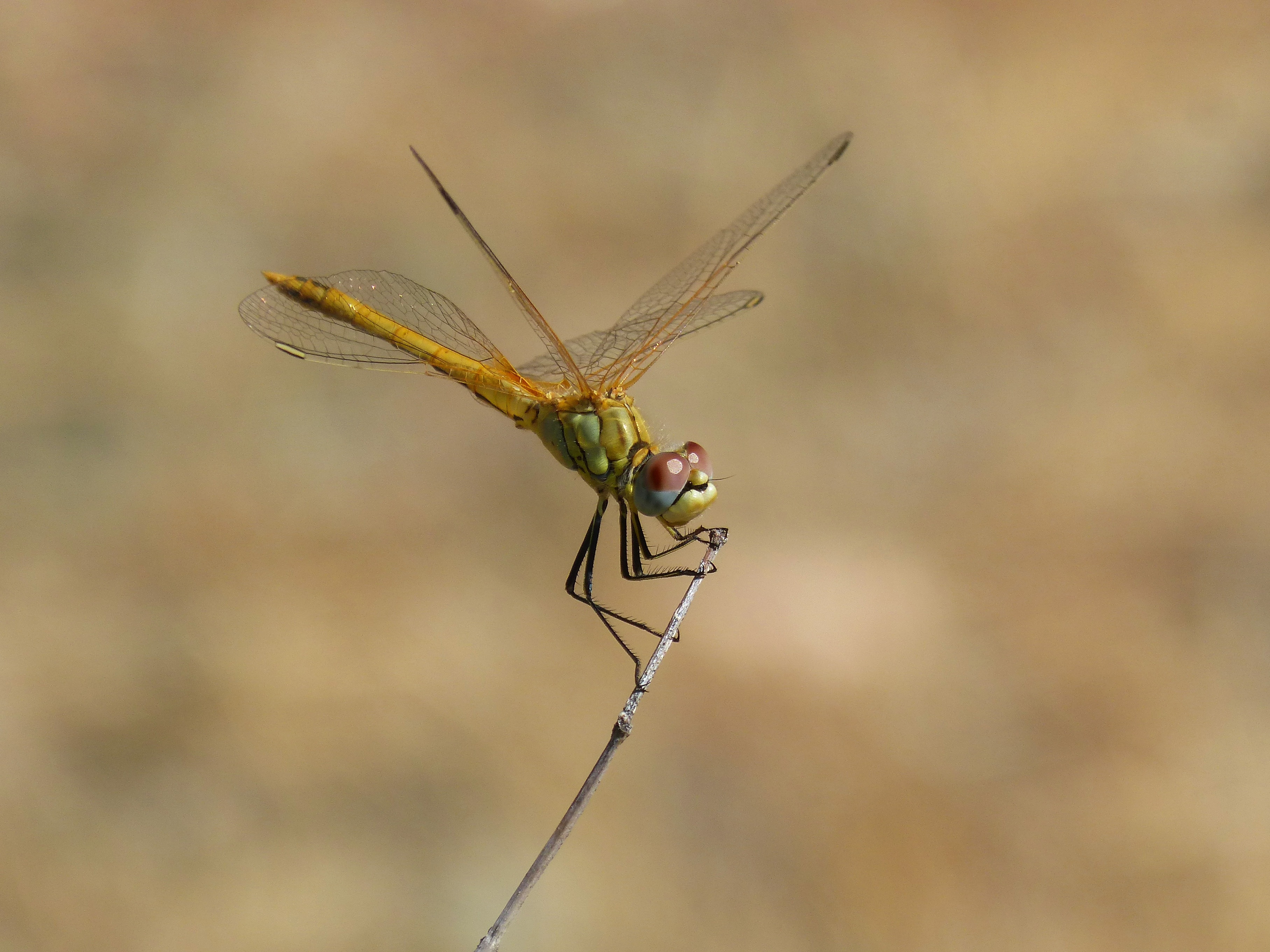 yellow green and brown dragonfly