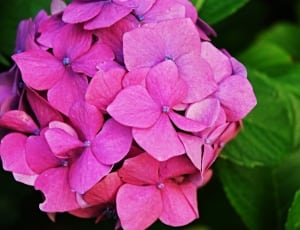 pink 4-petal flower thumbnail