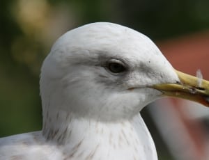 white gull thumbnail