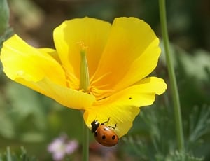 yellow petal flower and orange ladybug thumbnail
