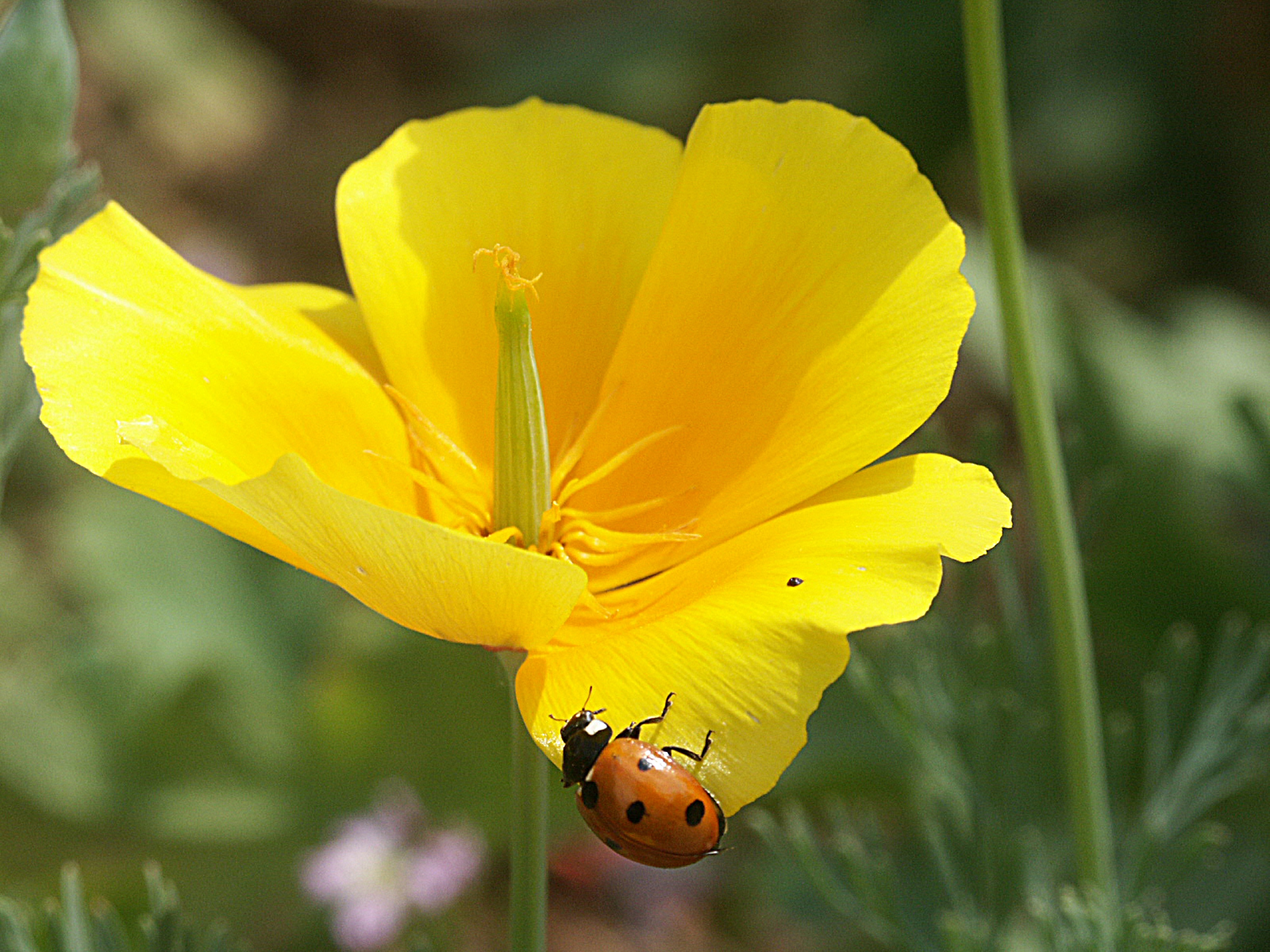 yellow petal flower and orange ladybug