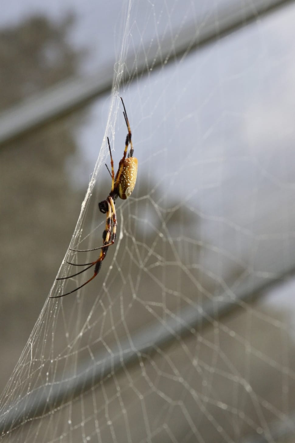brown-black orb spider on web preview