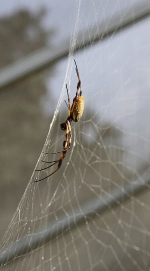 brown-black orb spider on web thumbnail