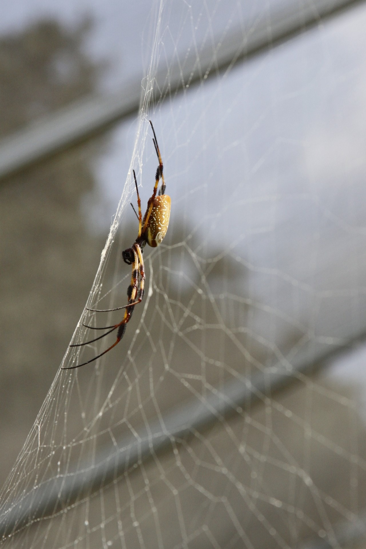 brown-black orb spider on web