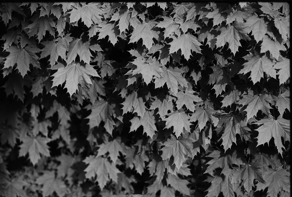 grayscale photo of leaves preview