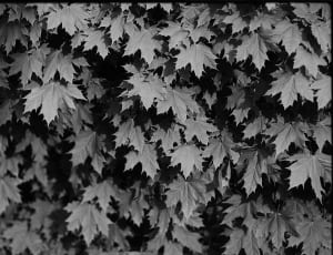 grayscale photo of leaves thumbnail