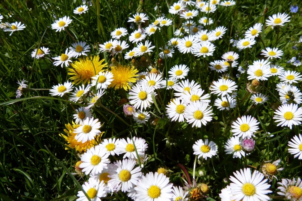 white and yellow daisy flower field preview