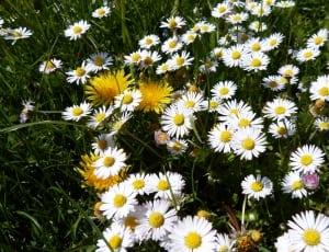 white and yellow daisy flower field thumbnail