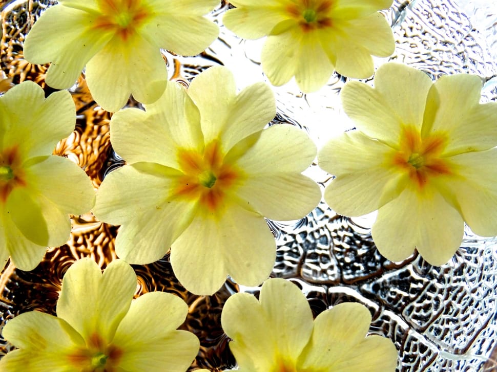 6 yellow petal flowers preview