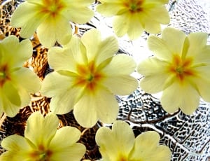 6 yellow petal flowers thumbnail