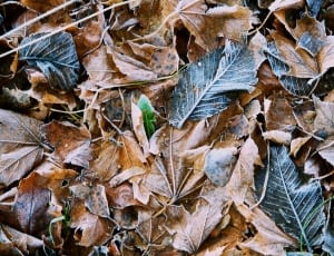 brown and black leaves thumbnail