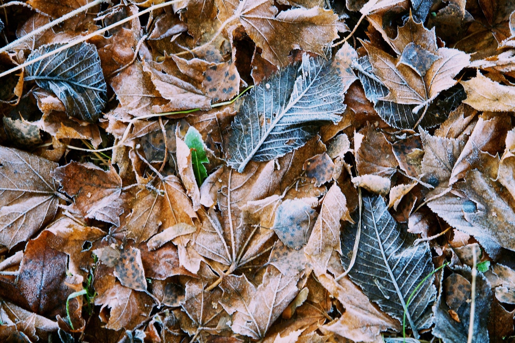 brown and black leaves