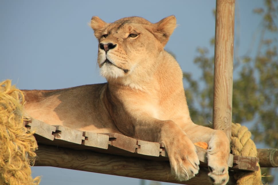 Lioness, Animal, Savannah, lion - feline, one animal preview