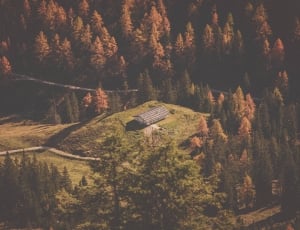 brown wooden roof house in the middle of forest thumbnail