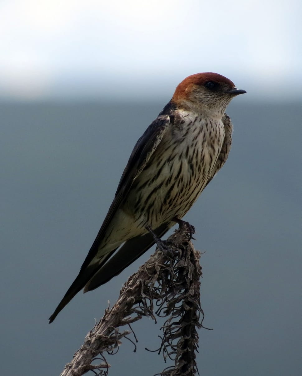 Swallow, Bird, Orange, Striped, Africa, one animal, animal wildlife preview