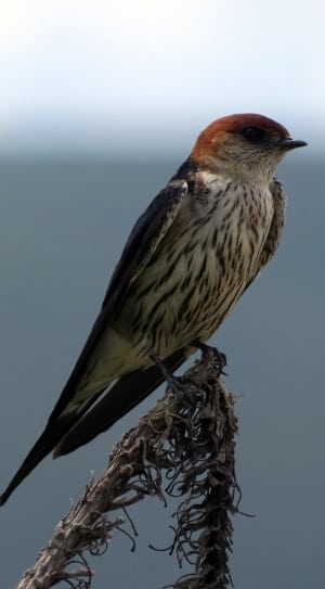Swallow, Bird, Orange, Striped, Africa, one animal, animal wildlife thumbnail