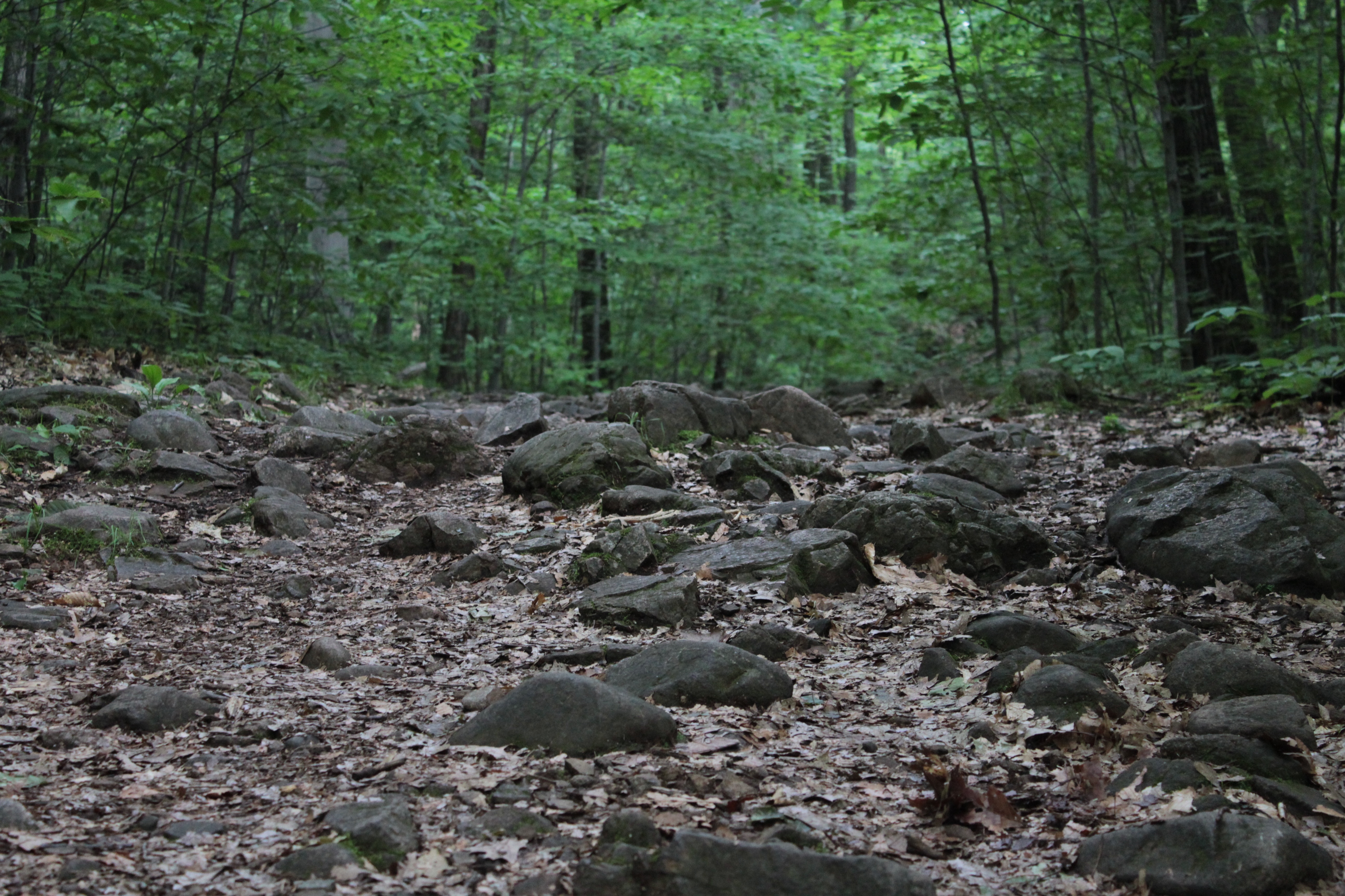 Forest rock. Рок в лесу. Rocky Forest. Forest ground. Rocks in Forest.