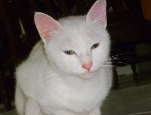 white persian cat thumbnail