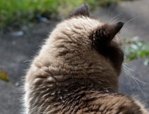 Cat, British Shorthair, Beige, Brown, one animal, animal themes thumbnail
