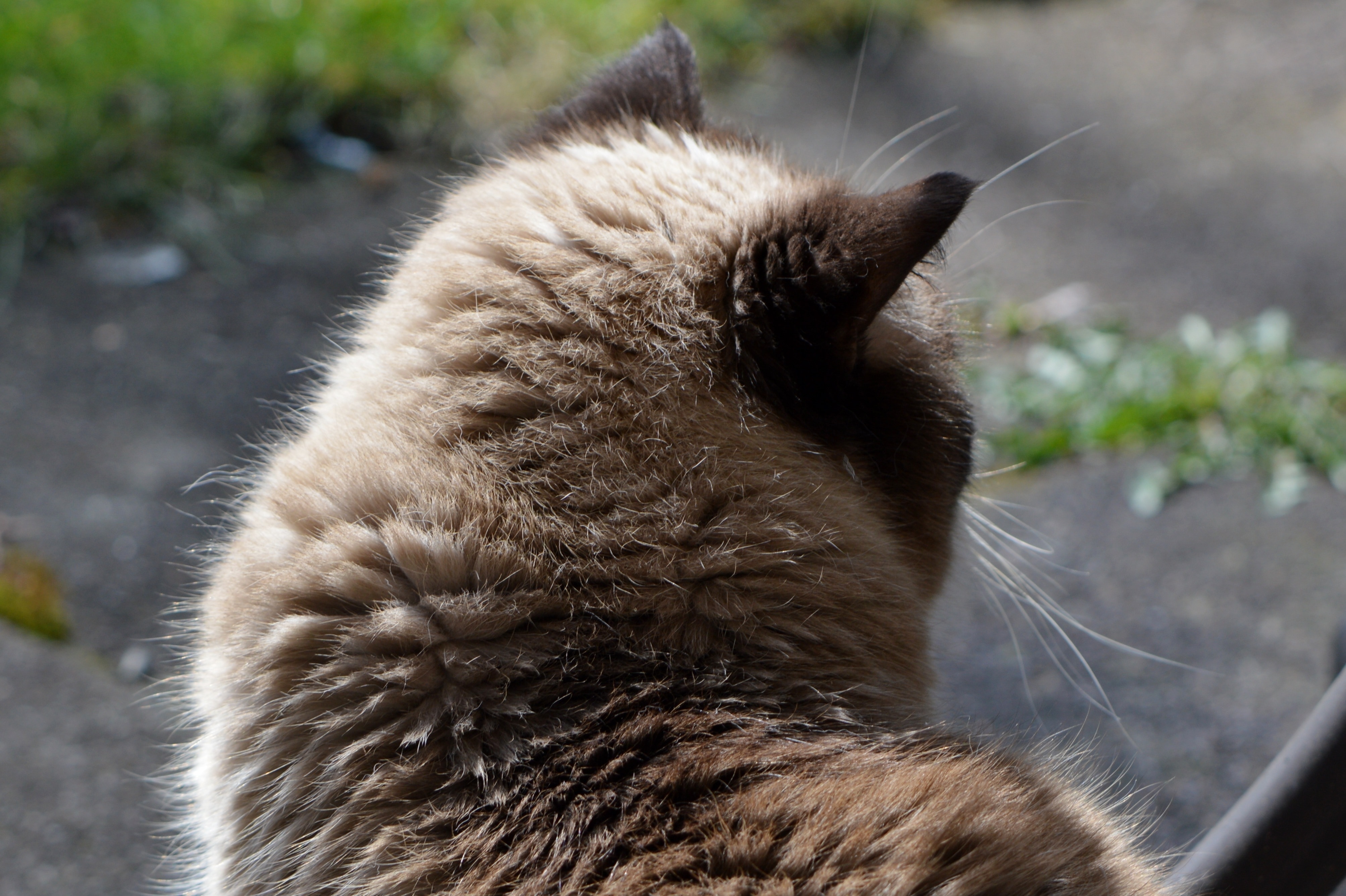 Cat, British Shorthair, Beige, Brown, one animal, animal themes