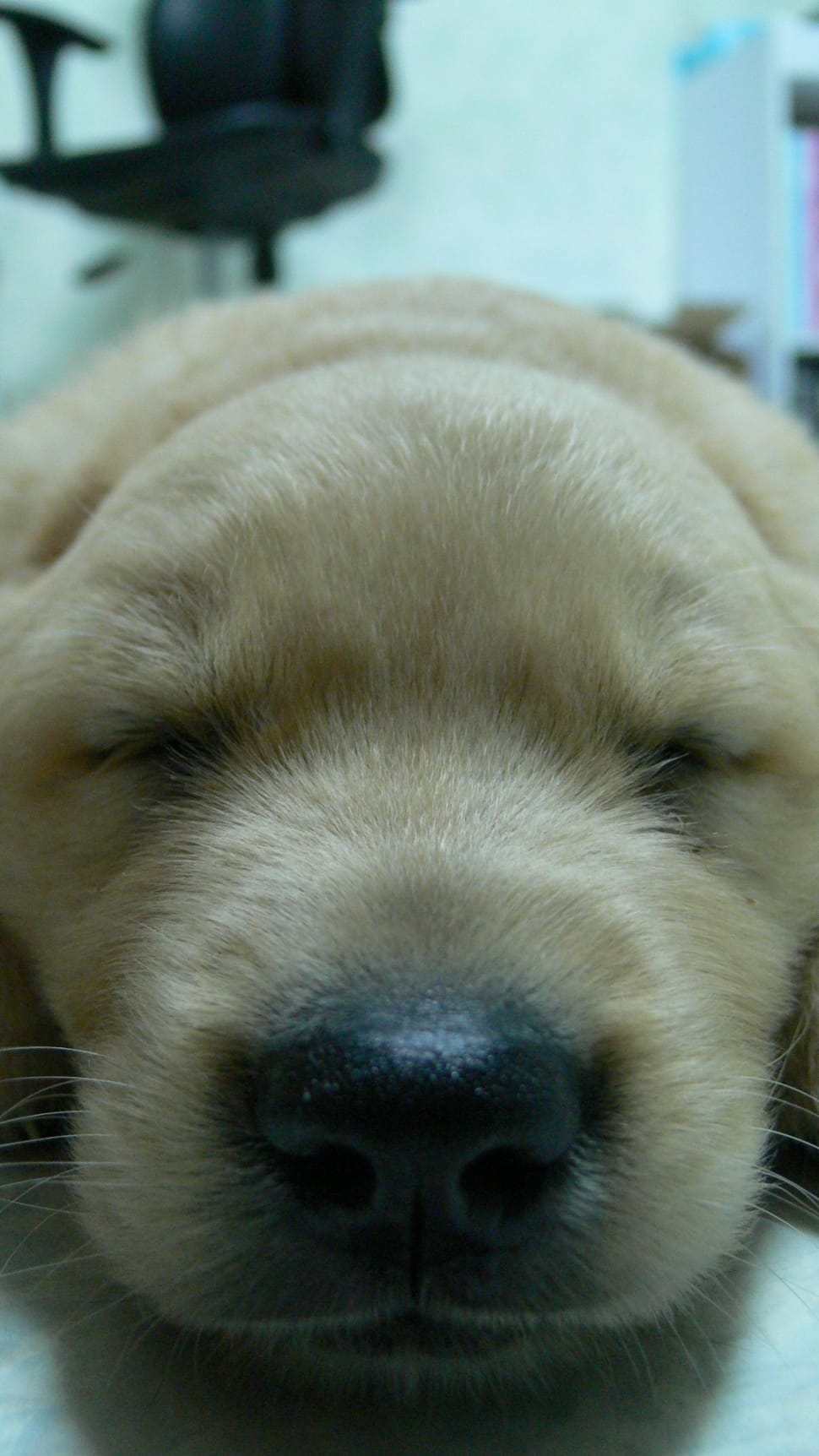 closeup photo of yellow Labrador Retriever puppy preview