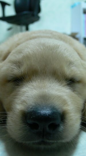 closeup photo of yellow Labrador Retriever puppy thumbnail