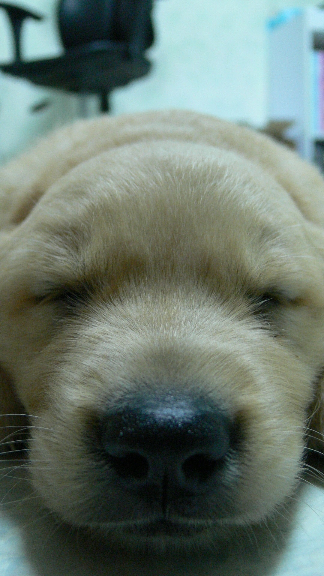 closeup photo of yellow Labrador Retriever puppy