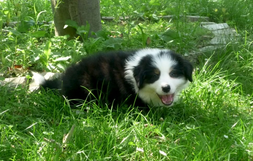 black and white border collie puppy on green grass during daytime preview