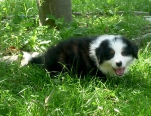 black and white border collie puppy on green grass during daytime thumbnail
