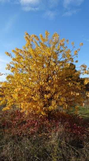 yellow leaved tree thumbnail