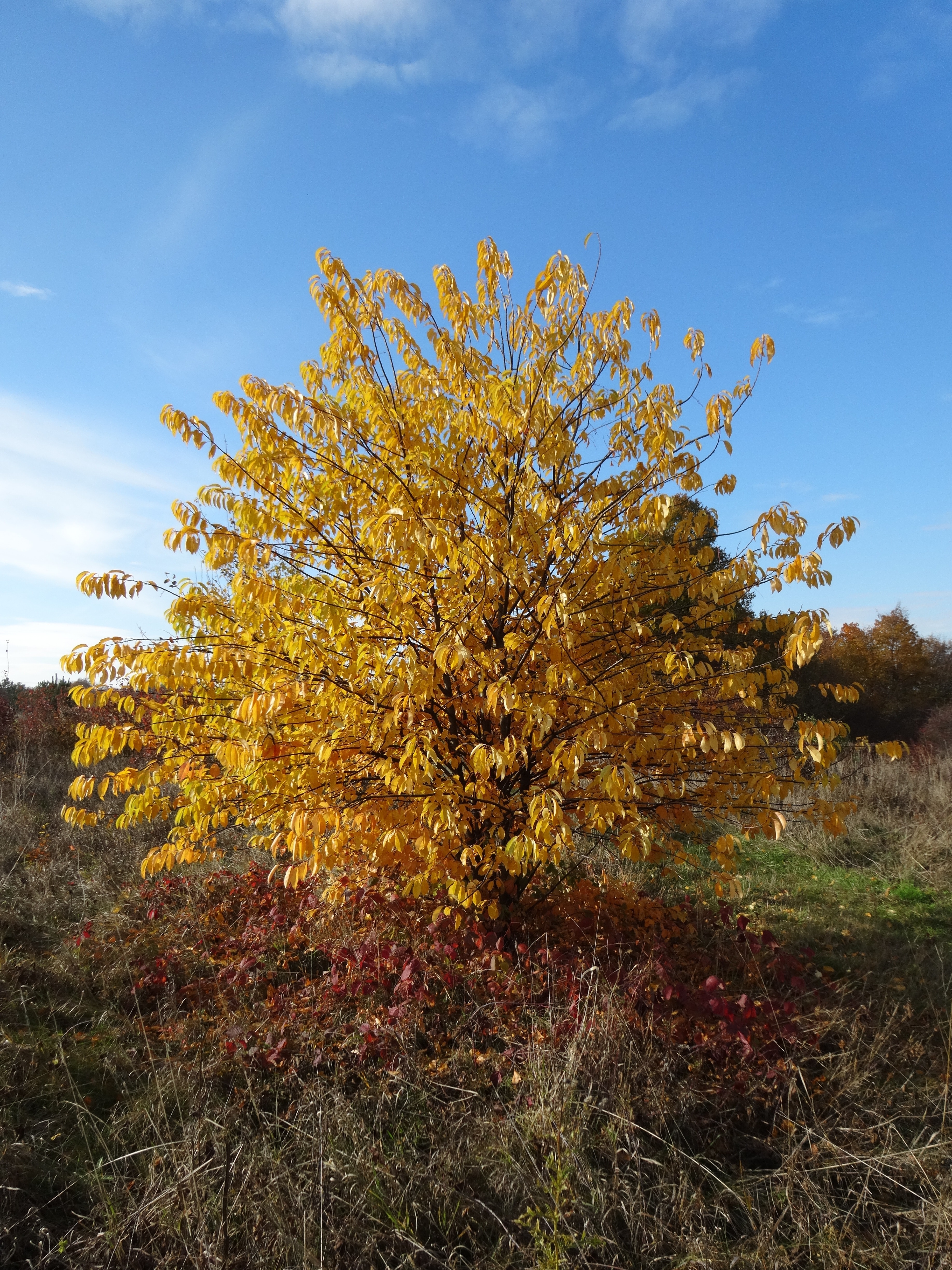 yellow leaved tree