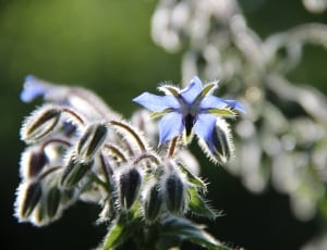 blue flower thumbnail