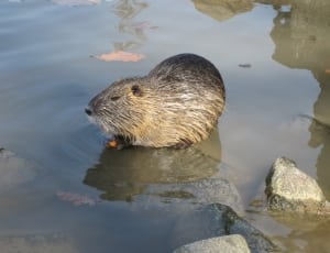 grey rodent in water during daytime thumbnail