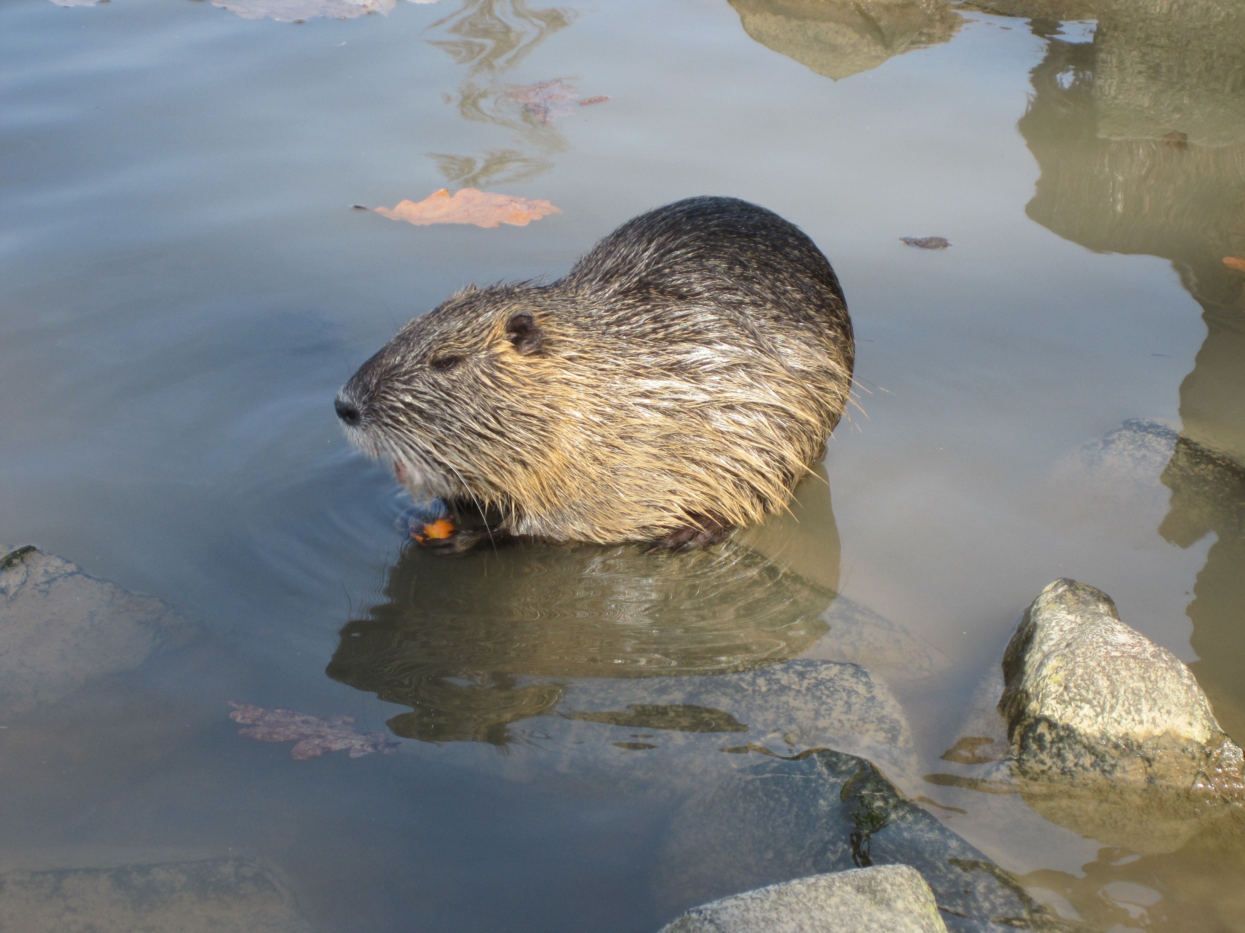 grey rodent in water during daytime