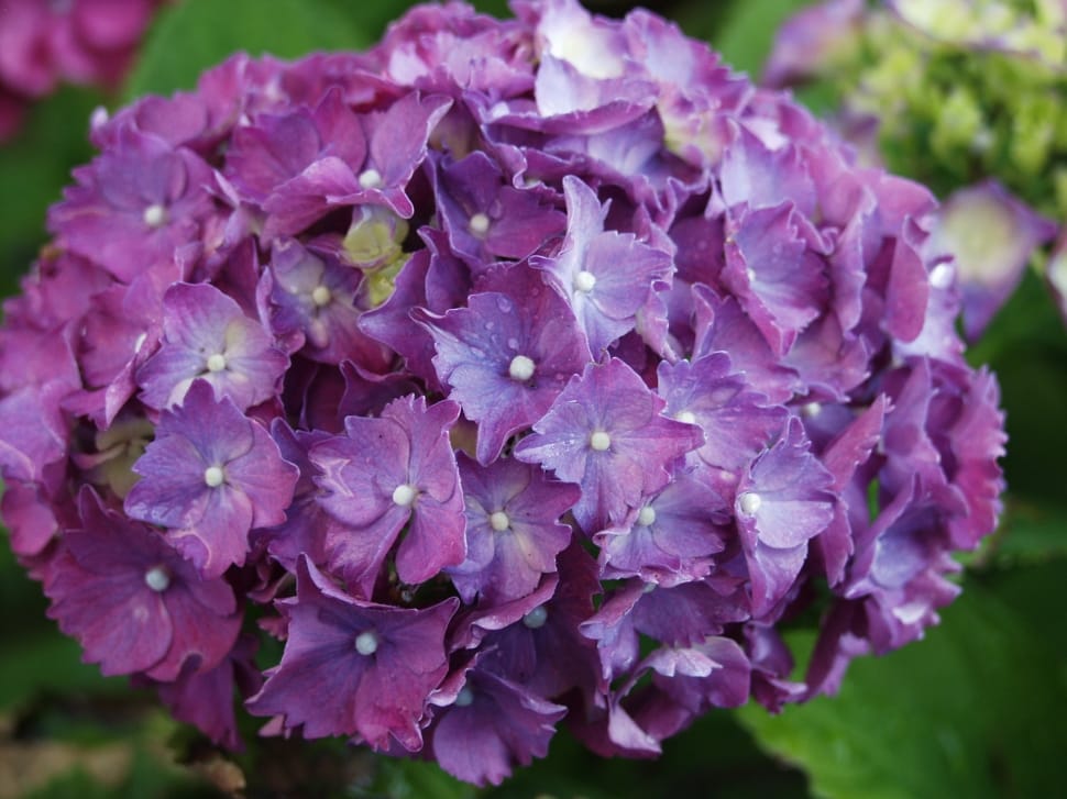purple petaled clustered flower preview