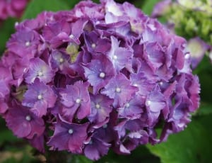 purple petaled clustered flower thumbnail