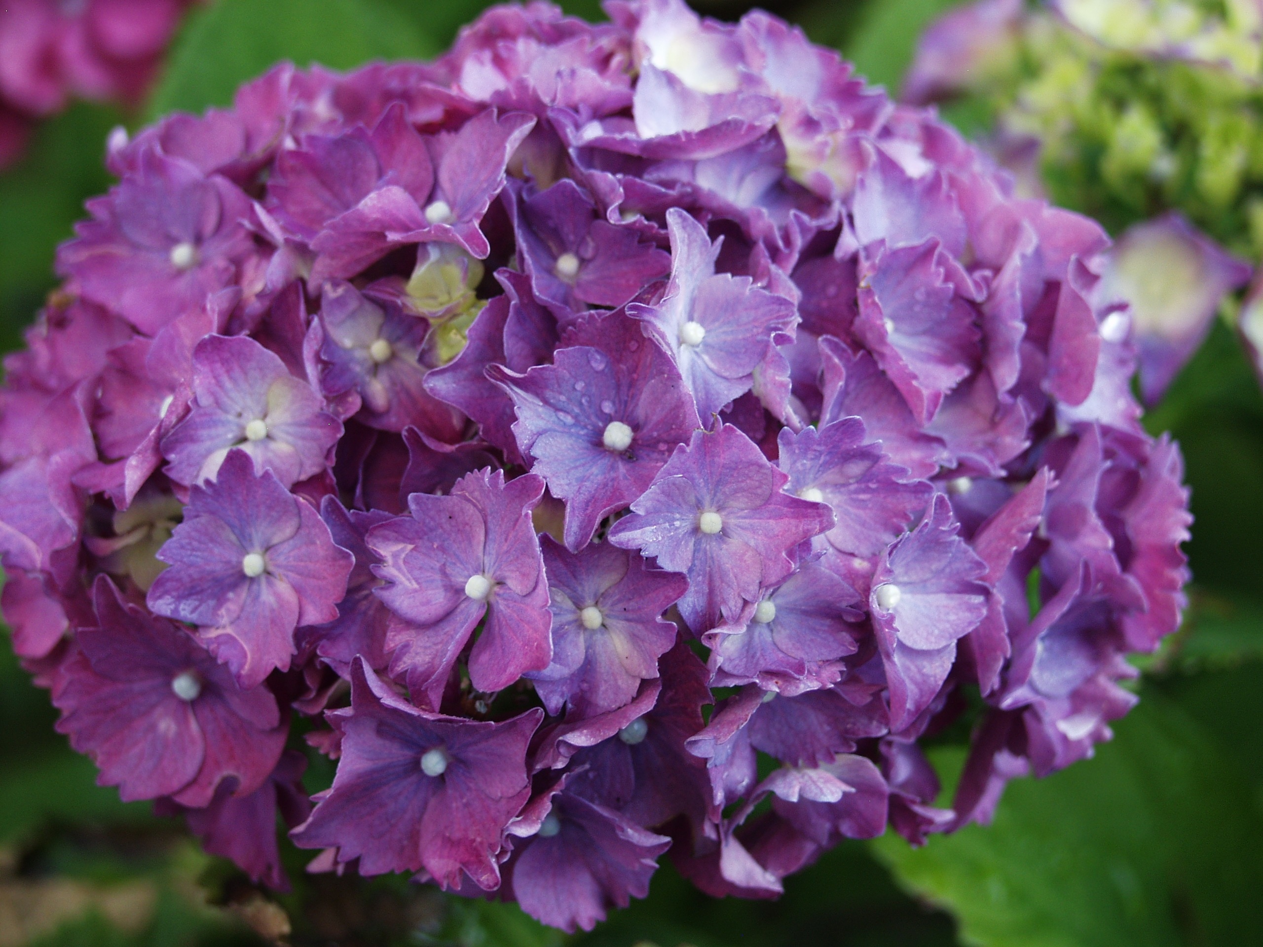 purple petaled clustered flower