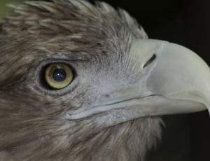 gray eagle thumbnail