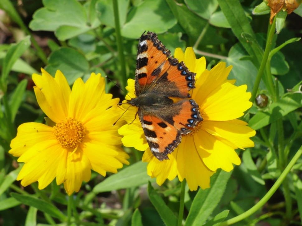 aglais sp perched on yellow petaled flowers in closeup photo preview