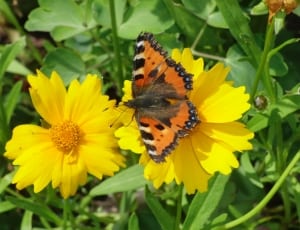 aglais sp perched on yellow petaled flowers in closeup photo thumbnail