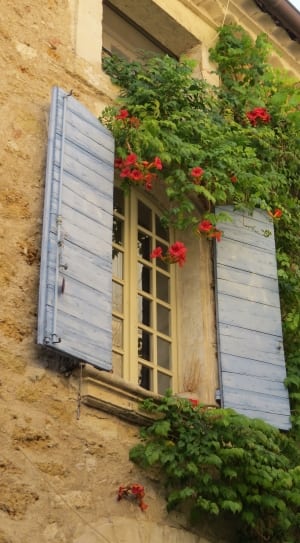 white and blue window panel surrounded by green vine plants thumbnail