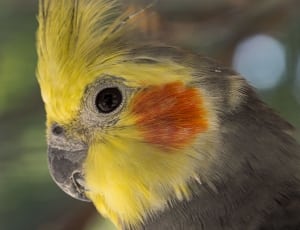 common yellow cockatiel thumbnail