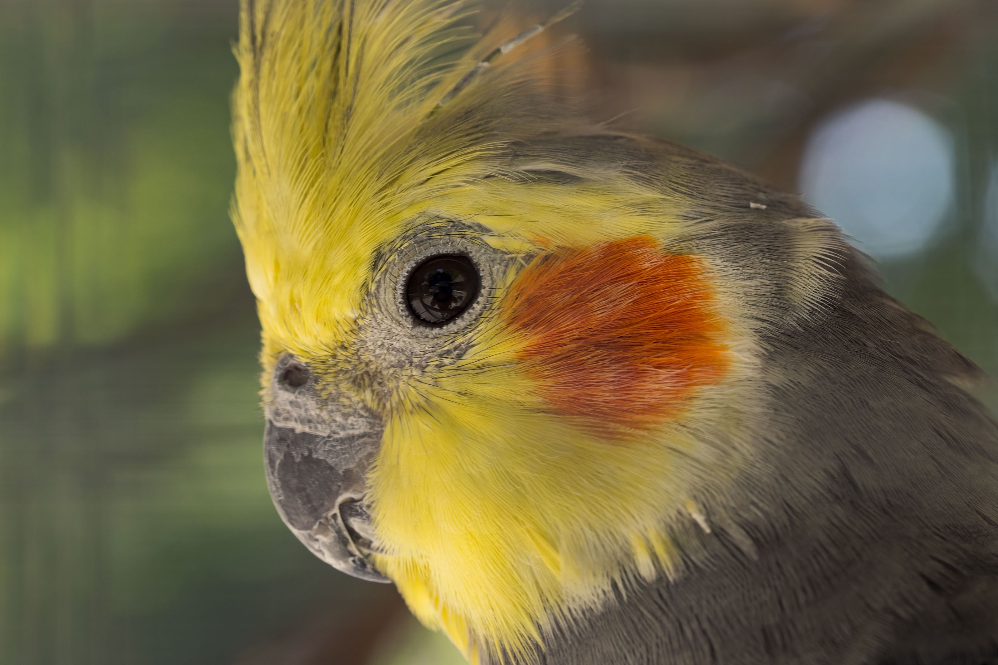 common yellow cockatiel