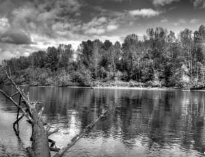 grayscale image of forest and body of water thumbnail