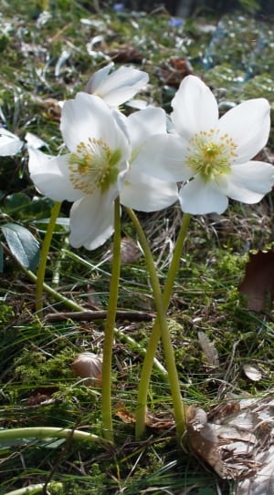 white 5 petaled flowers thumbnail
