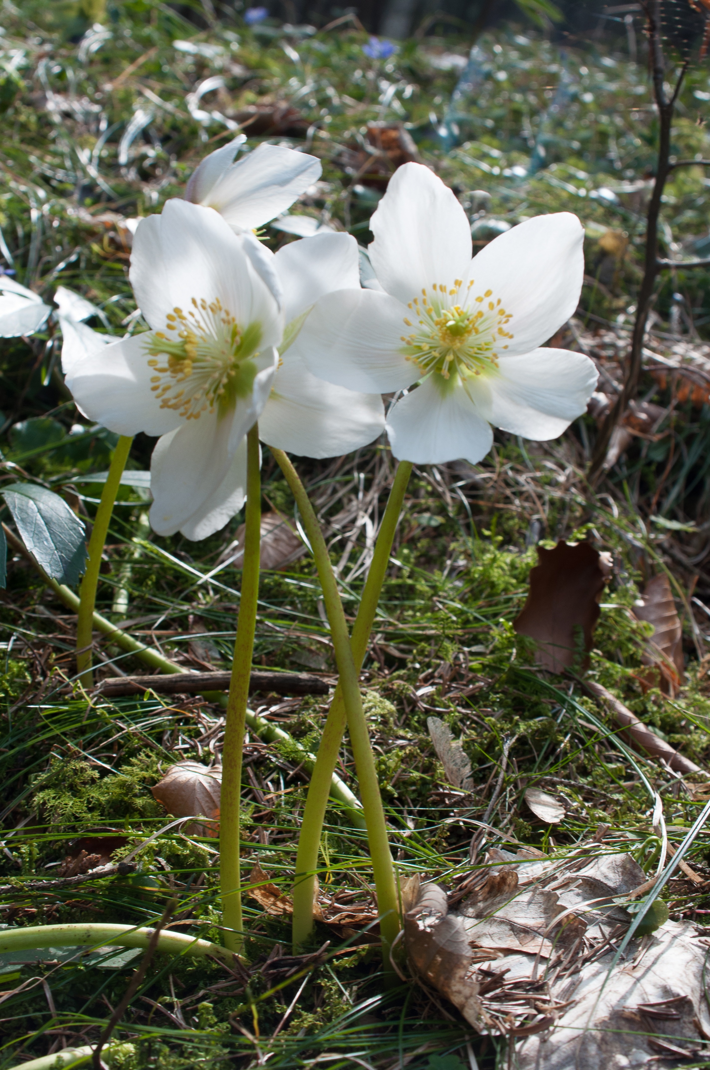 white 5 petaled flowers