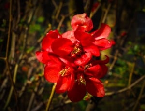 red cluster flower thumbnail